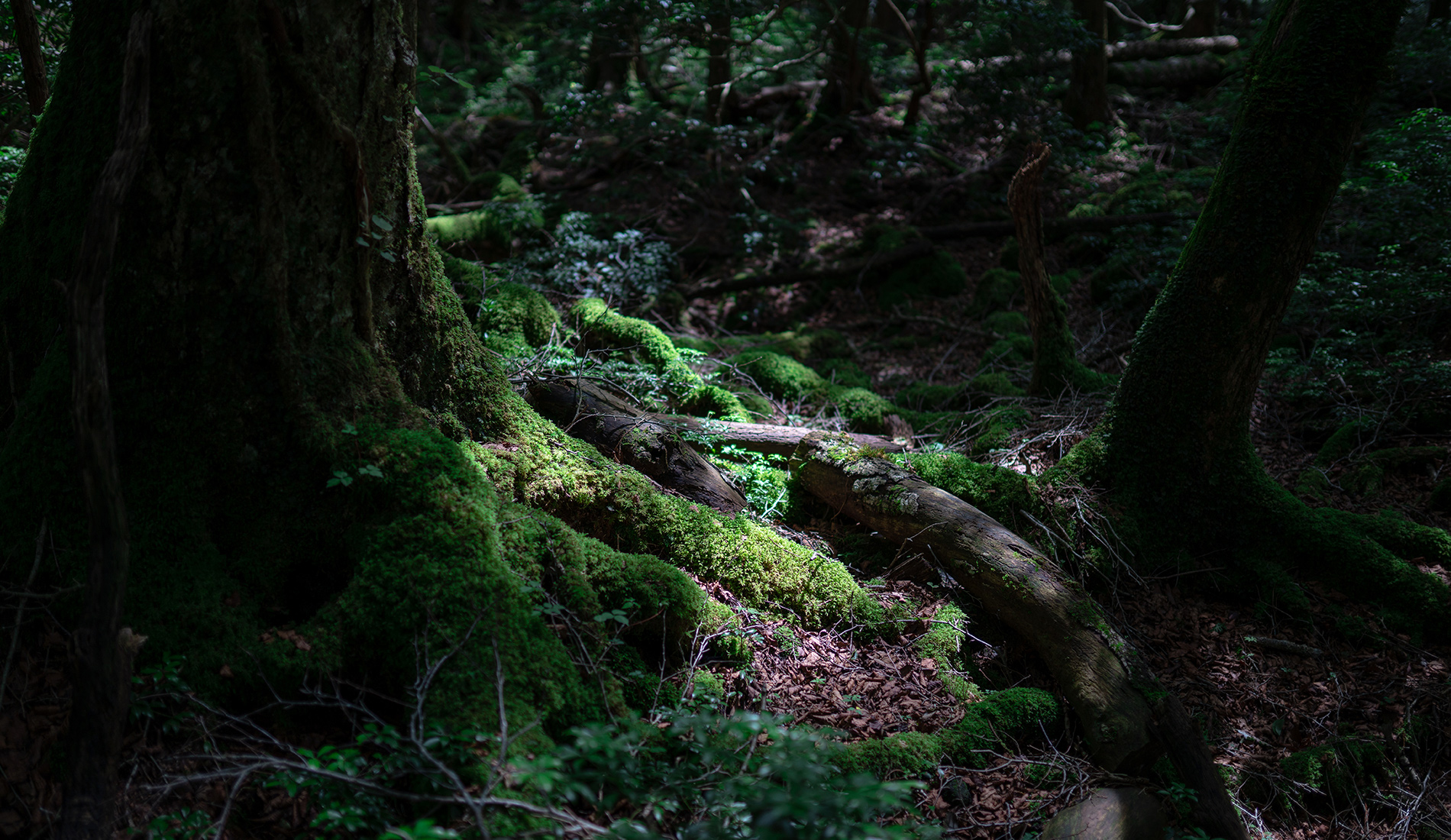 森の写真